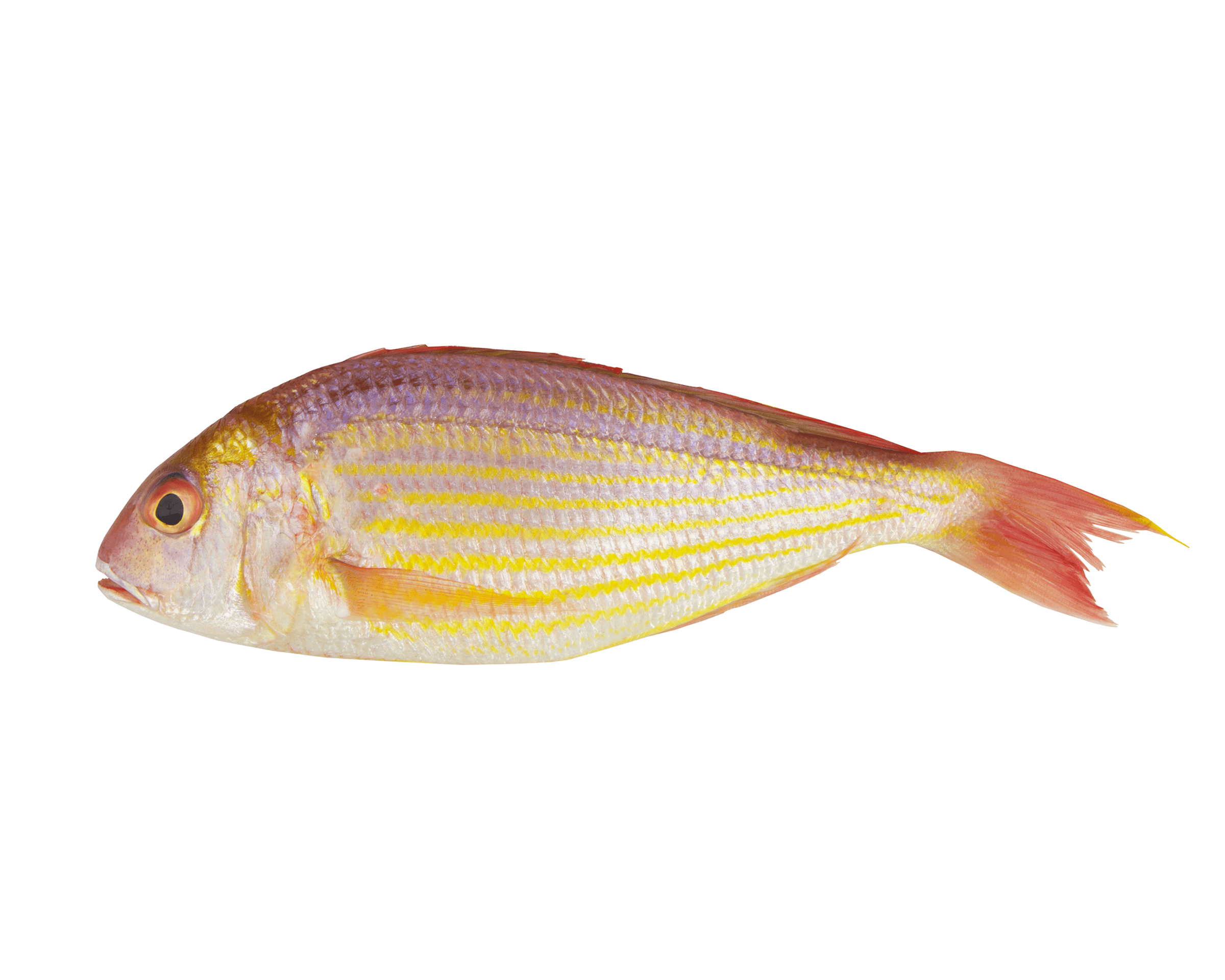 زعنفة الخيط Bream