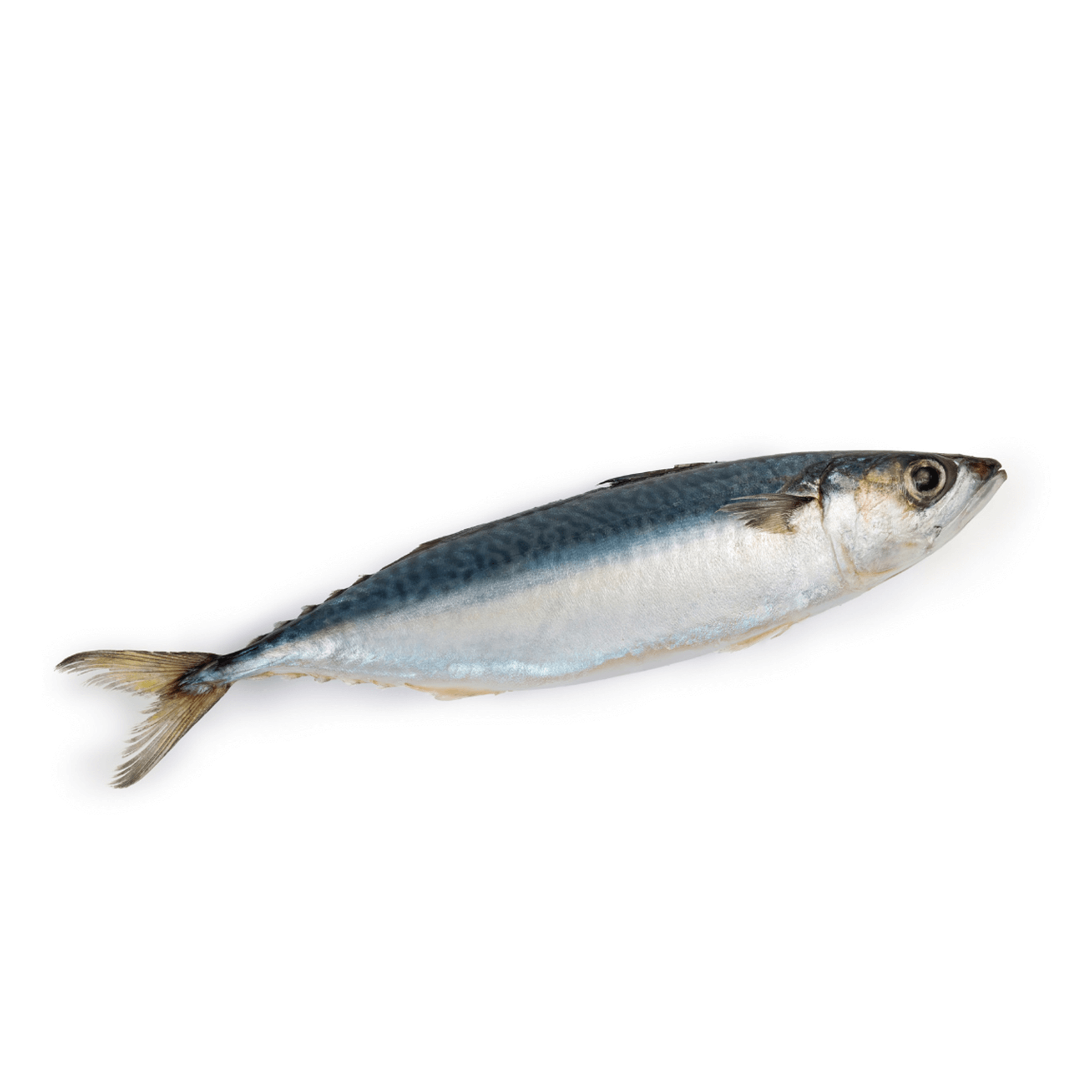 Chub Mackerel - Burum Sea Food Company